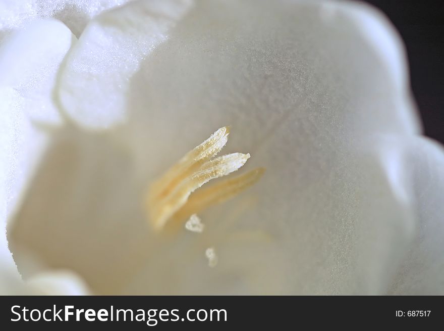 Center of a white freesia flower.