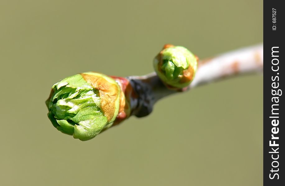 New spring buds on a tree branch. New spring buds on a tree branch.