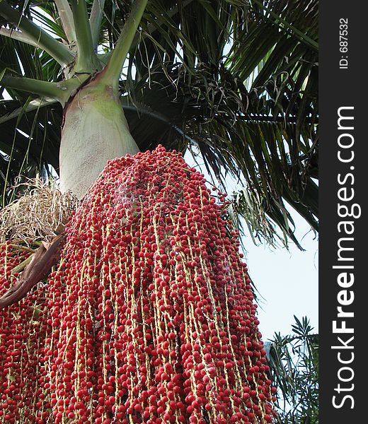 A Bangalow palm laden with berries. A Bangalow palm laden with berries