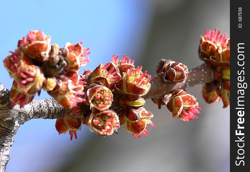 Buds on a cherry tree. Buds on a cherry tree.