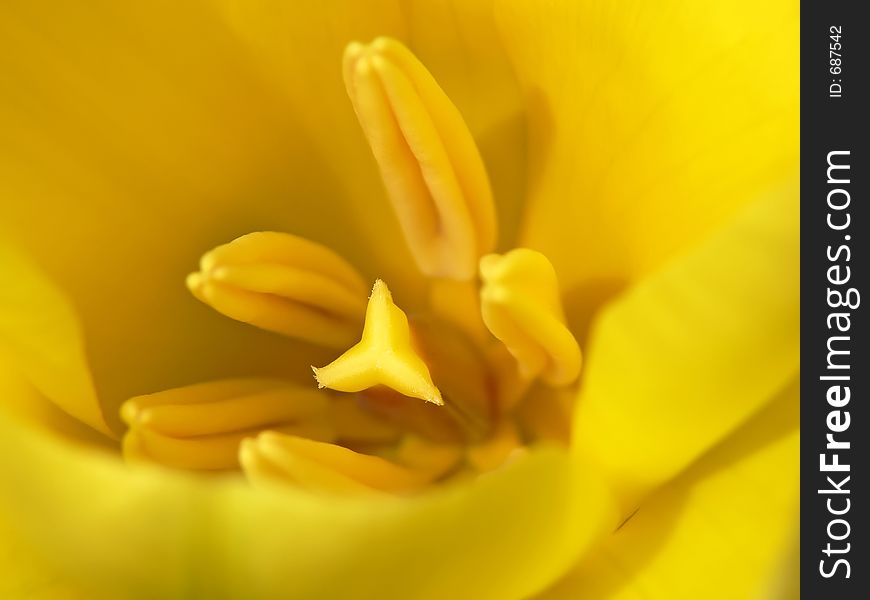 Center of a very yellow tulip.