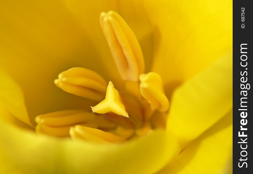 Yellow Tulip