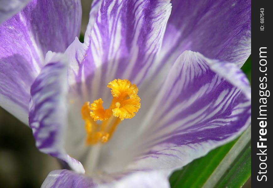 Purple and white stripped crocus.