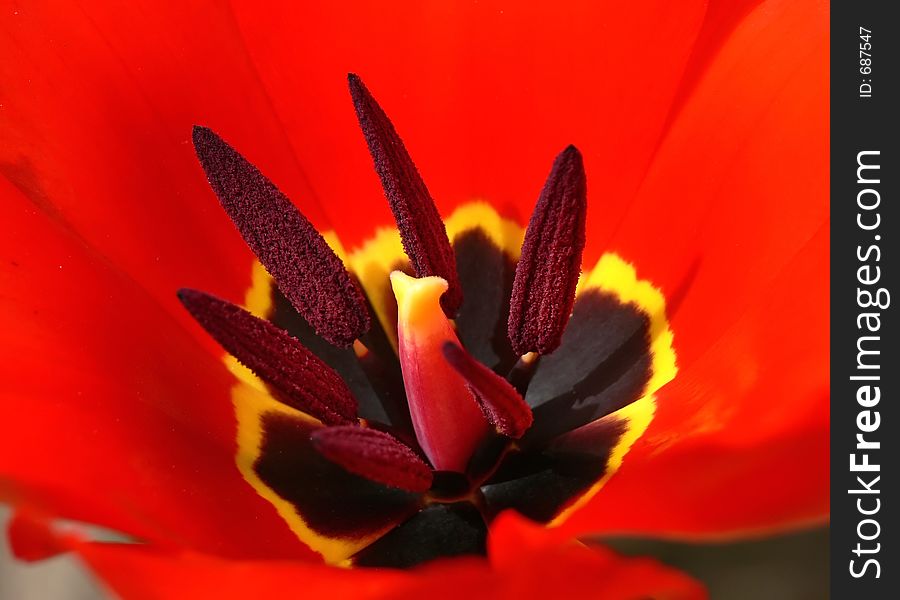 Center of a nice red tulip.
