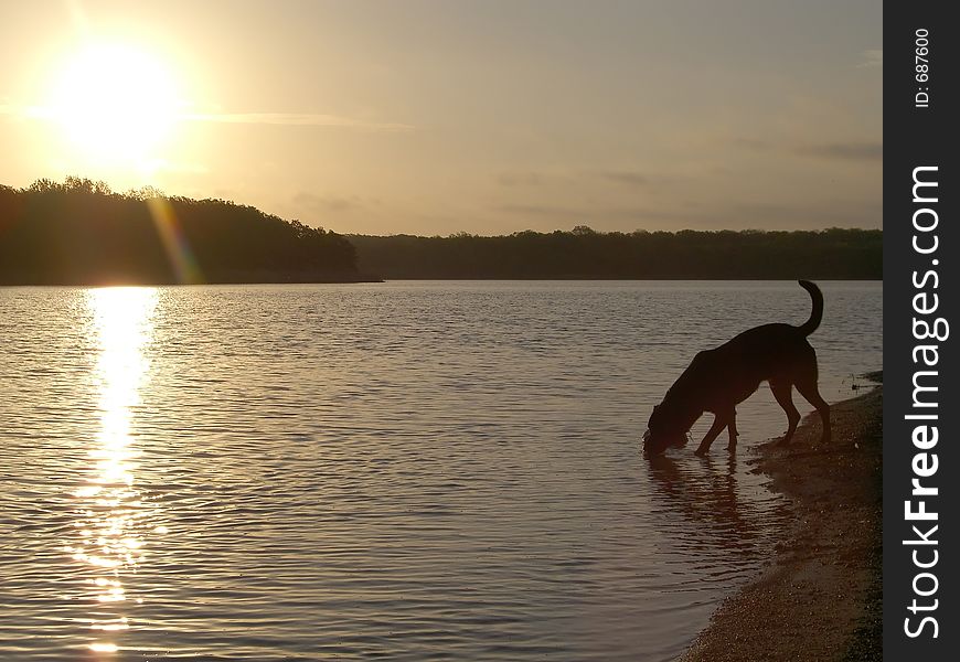 Dog Drinking From Lake