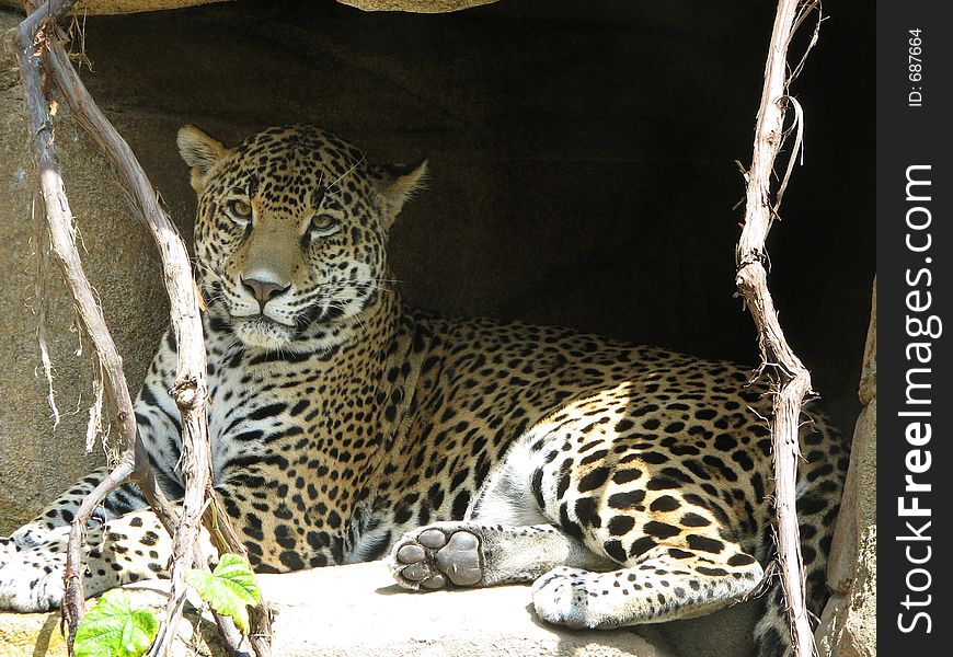 Lounging Leopard in the mouth of a cave