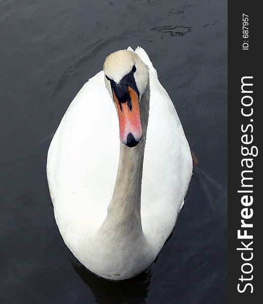 Swan looking