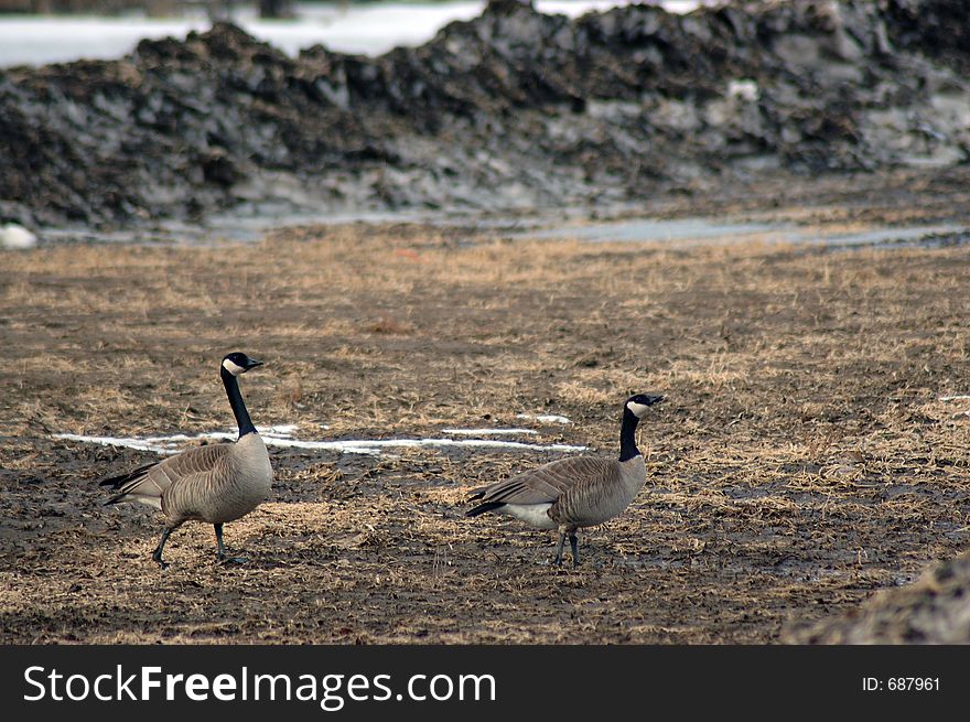 Canadian Geese on one of their migratory stops in Alaska