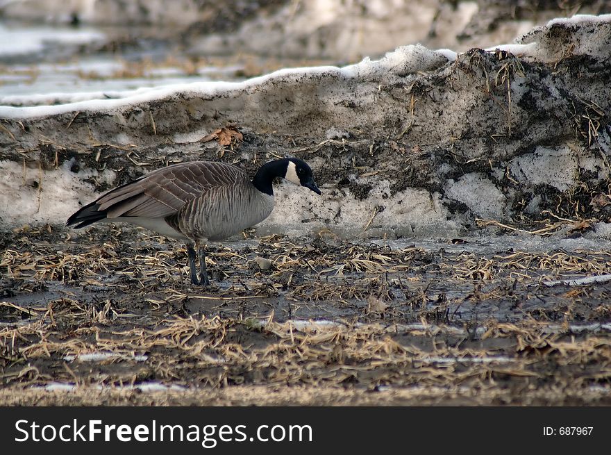 Canadian Goose wades through a puddle near snowbank.