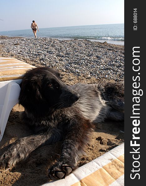Dog on the beach in Belek Turkey