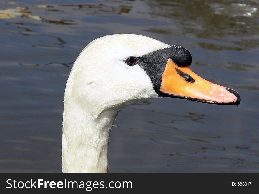 Swans head