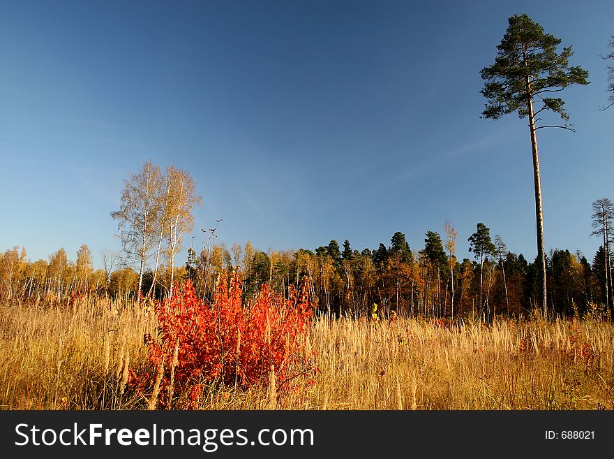 Walk in solar autumn day on our vicinities. Walk in solar autumn day on our vicinities.