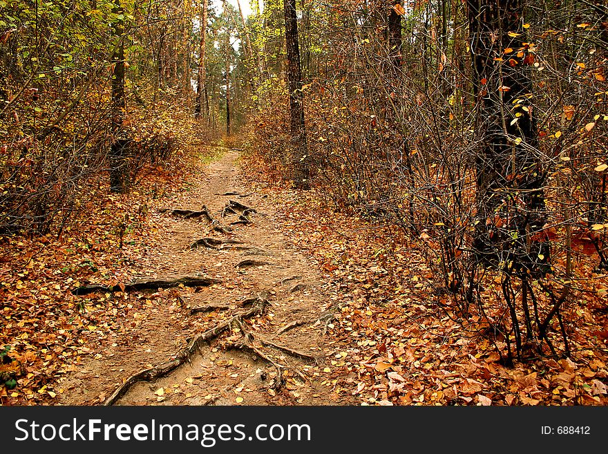 Walk in an autumn wood. Walk in an autumn wood.