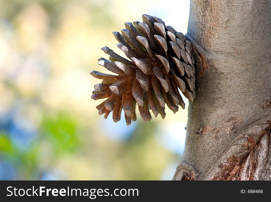 Young pinecone of the pinus sylvestris growing from trunk of the tree. It will fall when mature.