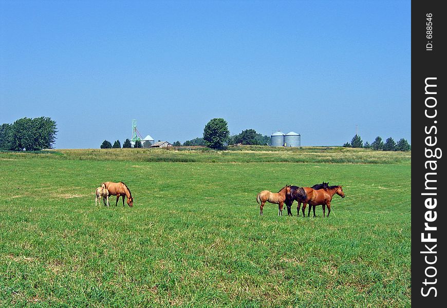 Small horse herd out in a large pasture