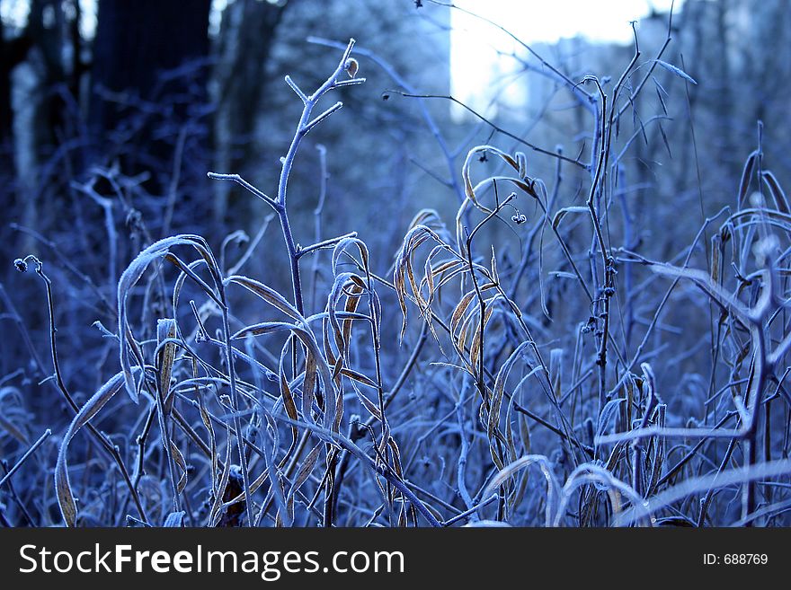 Hoarfrost on a grass.