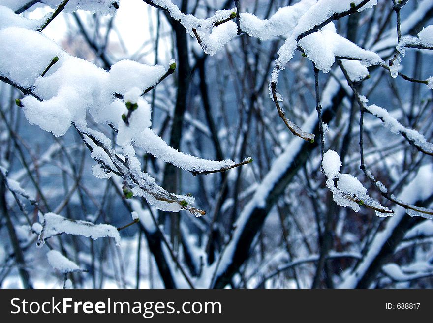 Branch of a lilac in a snow. Branch of a lilac in a snow.