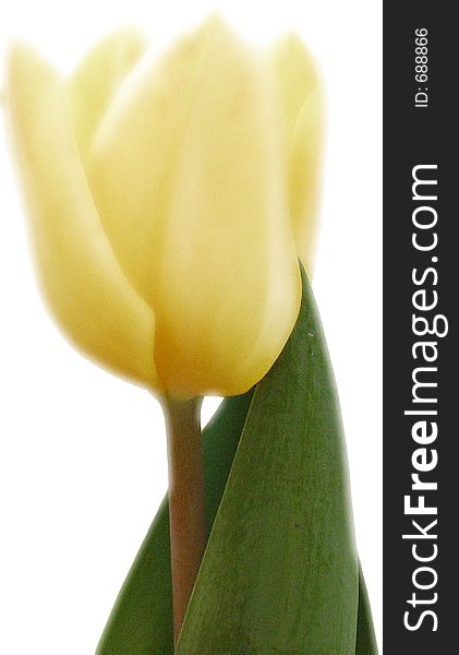 A yellow tulip