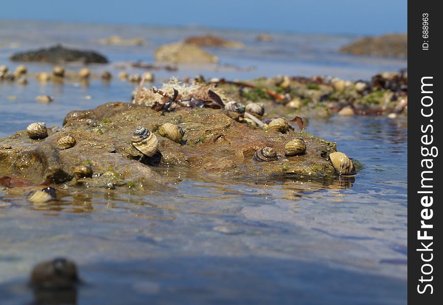 Shells on rocks in victor harbour, South Australia.The tide is low, so the shells are exposed to the elements for a while unless they are able to crawl to safety. Shells on rocks in victor harbour, South Australia.The tide is low, so the shells are exposed to the elements for a while unless they are able to crawl to safety.