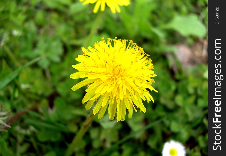 Yellov Flower