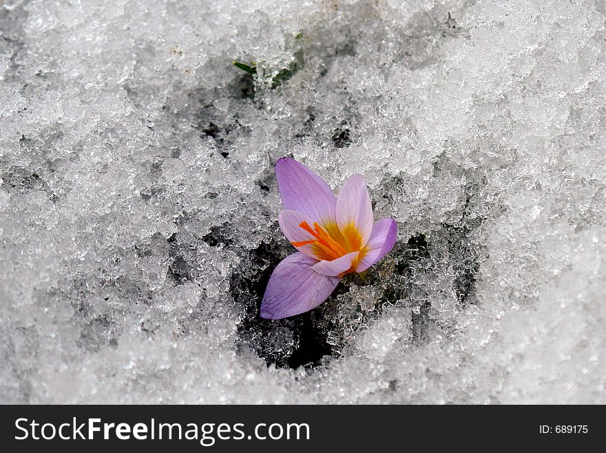 The first flowers in a garden in the spring. The first flowers in a garden in the spring.