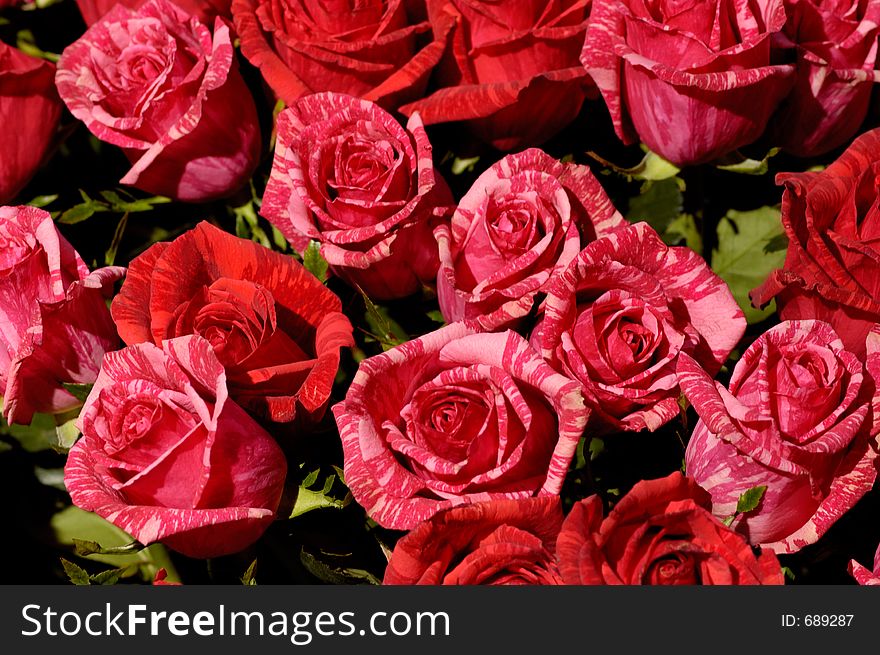 Red white striped roses organic background. Red white striped roses organic background