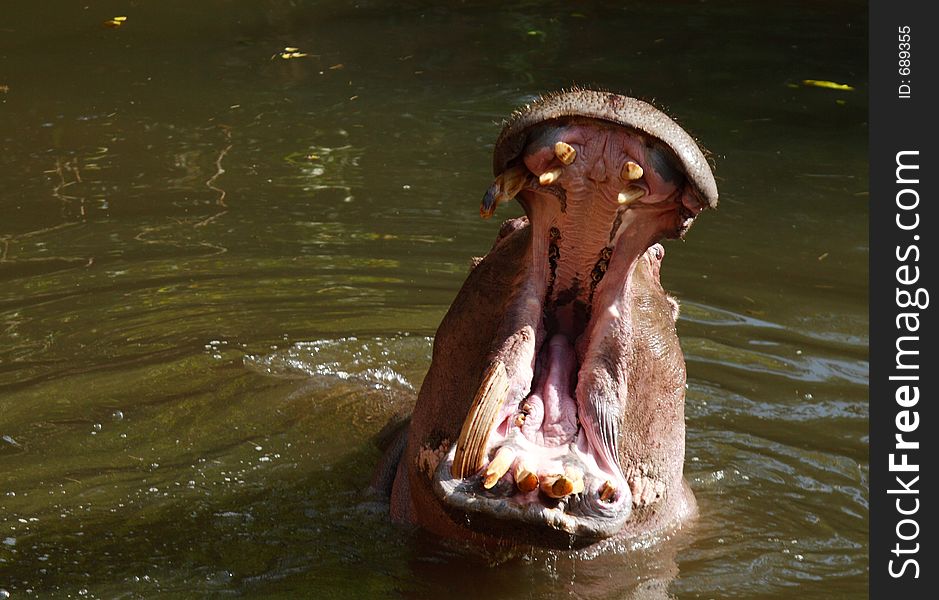 Hippopotamus yawning in dam to show teeth