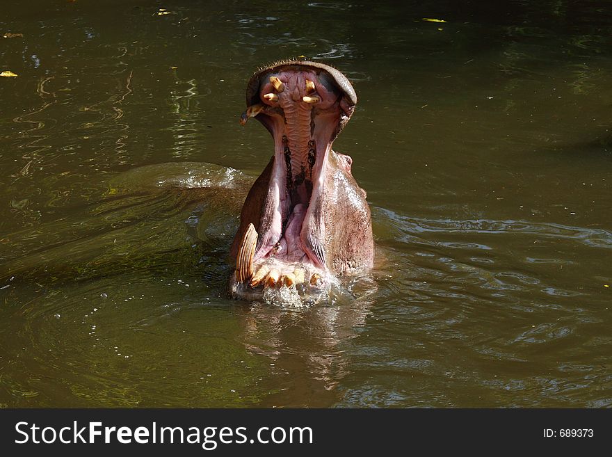 Hippopotamus yawning in dam to show teeth