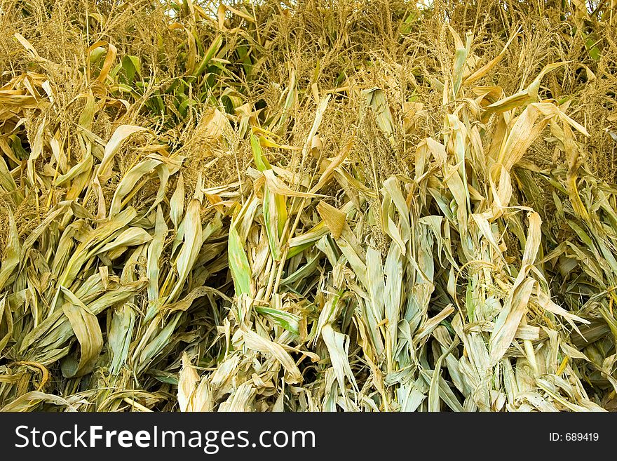 Fodder Shock Background on an Amish Farm