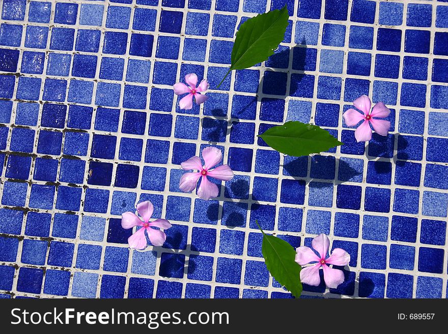 Pink flowers swimming