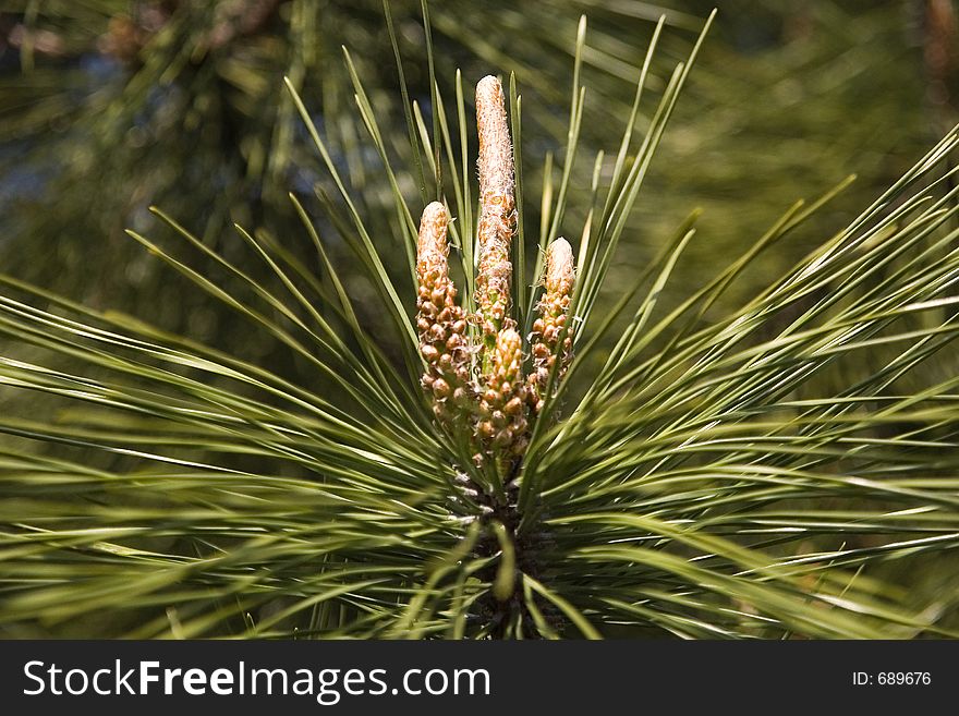 Young cones on the spuce tree