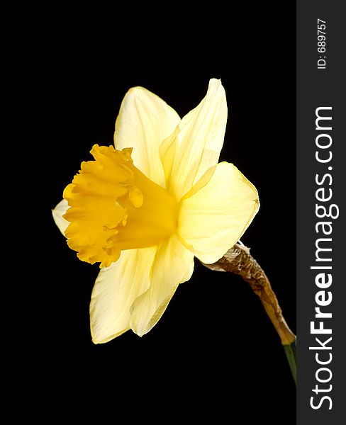 Yellow daffodil. Yellow daffodil