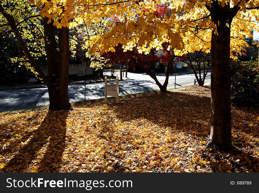 Various fall color in Atlanta, Georgia