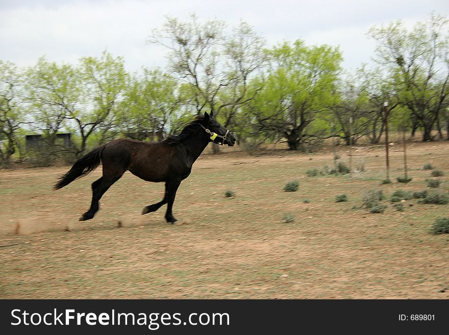 Horse with reflectors running. Training series