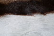 Antelope Fur Stock Photography Antelope Fur Stock Photography