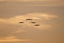 Flying Cranes (Grus Grus) Stock Image Flying Cranes (Grus Grus) Stock Image