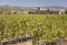 Vineyard In Early Fall Stock Image Vineyard In Early Fall Stock Image