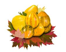 Gourds And Leaves Royalty Free Stock Photos Gourds And Leaves Royalty Free Stock Photos