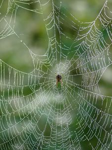 Spider Waits For Its Prey Royalty Free Stock Photos