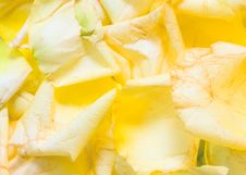 Rose Petal Background Stock Photo Rose Petal Background Stock Photo