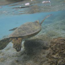 Sea Turtle Swimming Stock Images Sea Turtle Swimming Stock Images