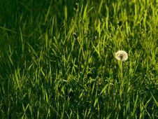 Different Royalty Free Stock Photos Different Royalty Free Stock Photos