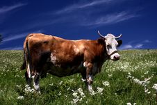 Cow On The Meadow Stock Images Cow On The Meadow Stock Images