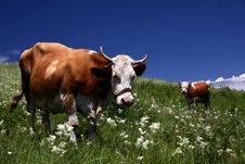 Two Cow On The Meadow Royalty Free Stock Image Two Cow On The Meadow Royalty Free Stock Image