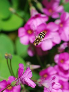 Hoverfly Royalty Free Stock Image