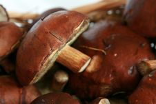 Mushrooms In A Basket Royalty Free Stock Photo Mushrooms In A Basket Royalty Free Stock Photo
