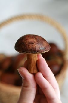 Mushrooms In A Basket Stock Photo Mushrooms In A Basket Stock Photo
