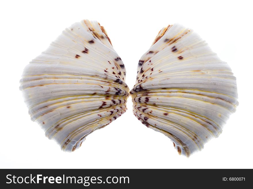 Conch Shell on Isolated White Background