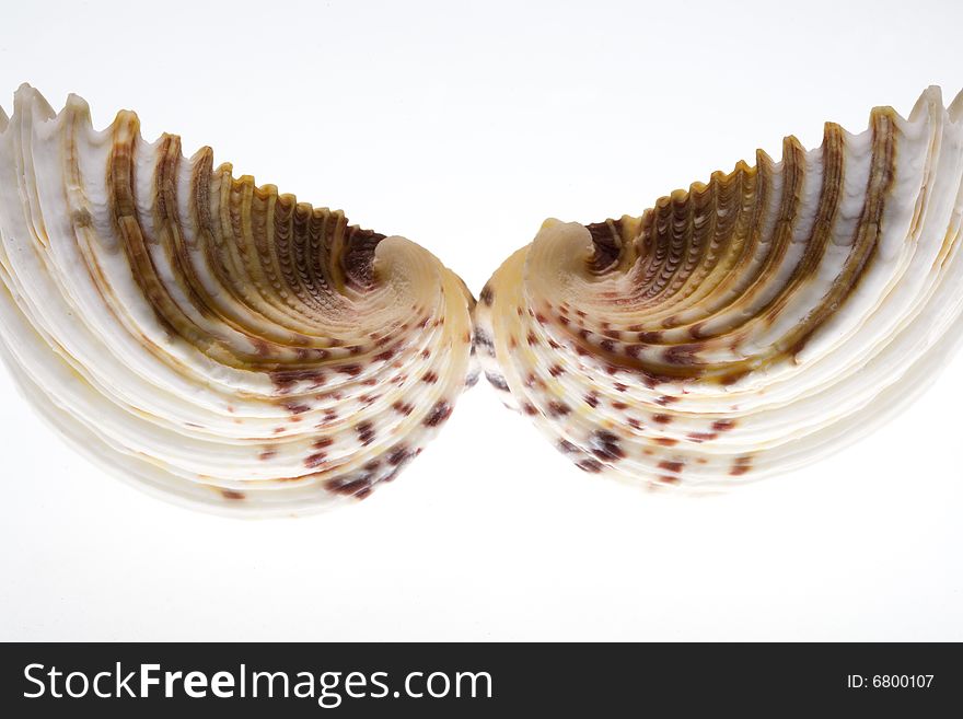 Conch Shell on Isolated White Background