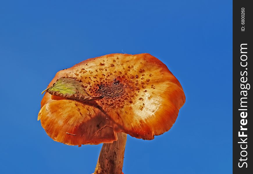 Honey agarics are autumn mushrooms. Grow in the places of felling of the forest. Honey agarics are autumn mushrooms. Grow in the places of felling of the forest.